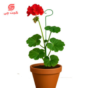 پایه نگهدارنده گل بسته شش عددی